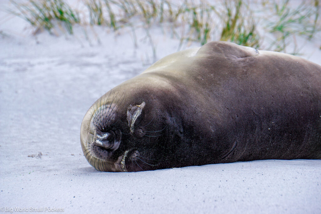 Falkland Islands, Seal Lion Island, Sleeping Seal