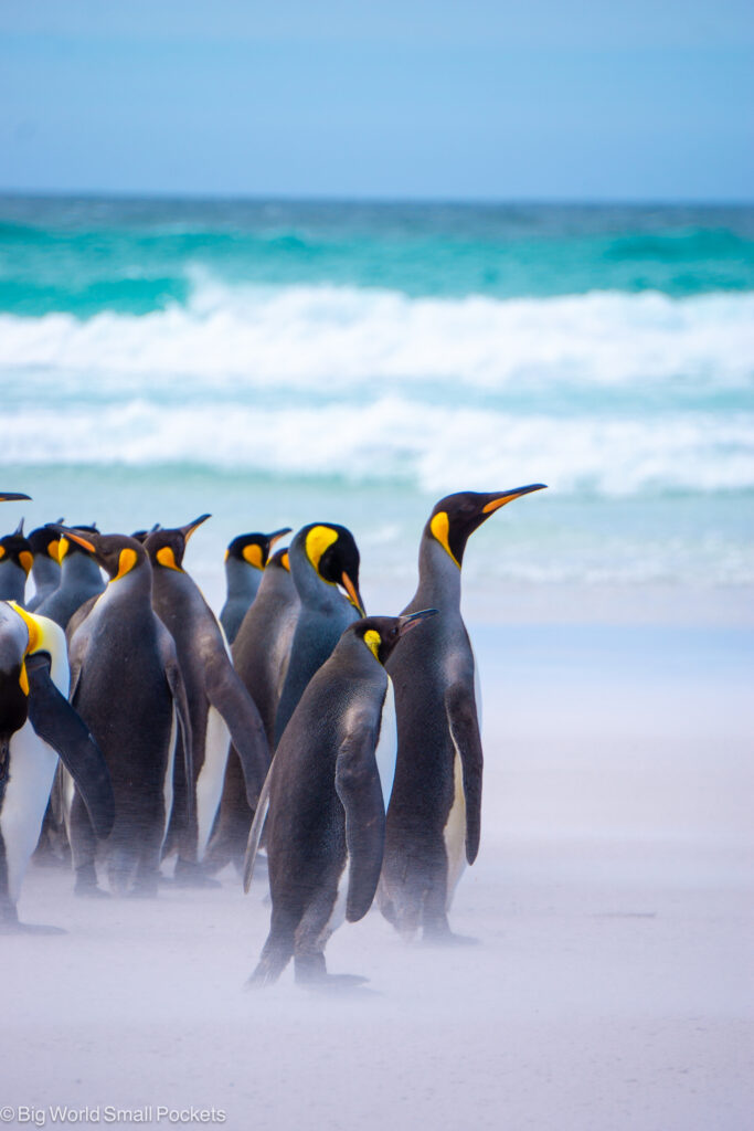 Falkland Islands, Volunteer Point, King Penguin Colony