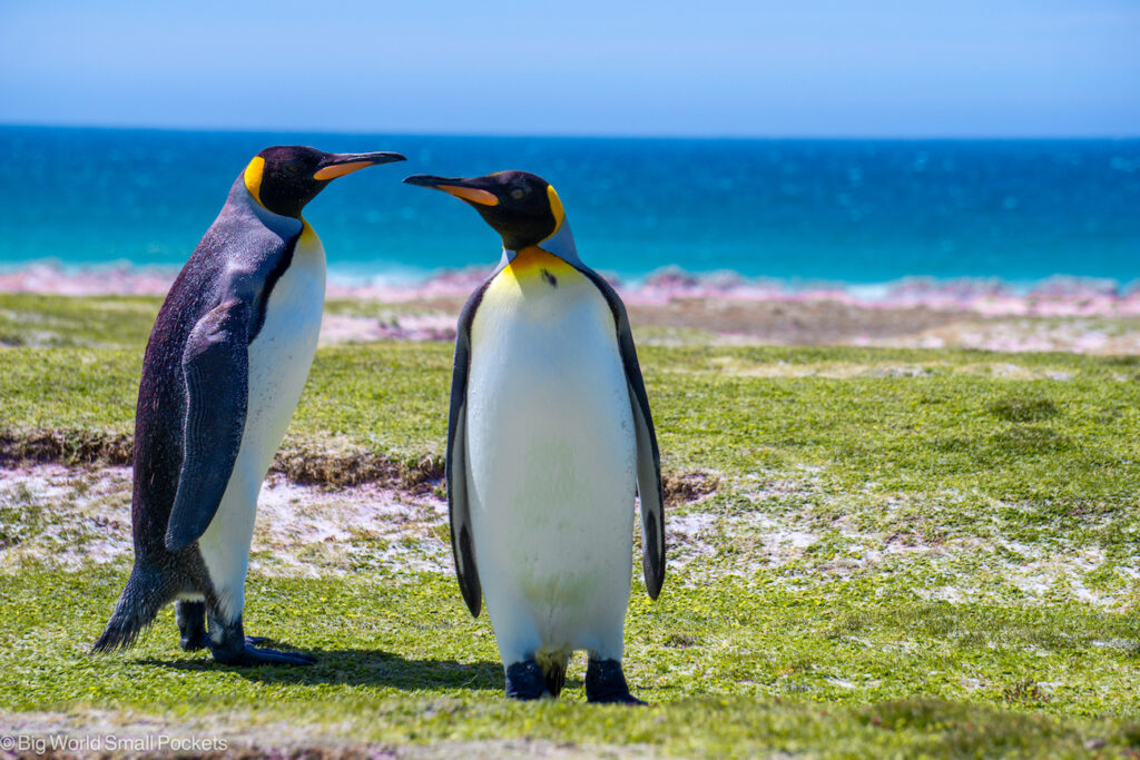 Falkland Islands, Volunteer Point, King Penguin Pair