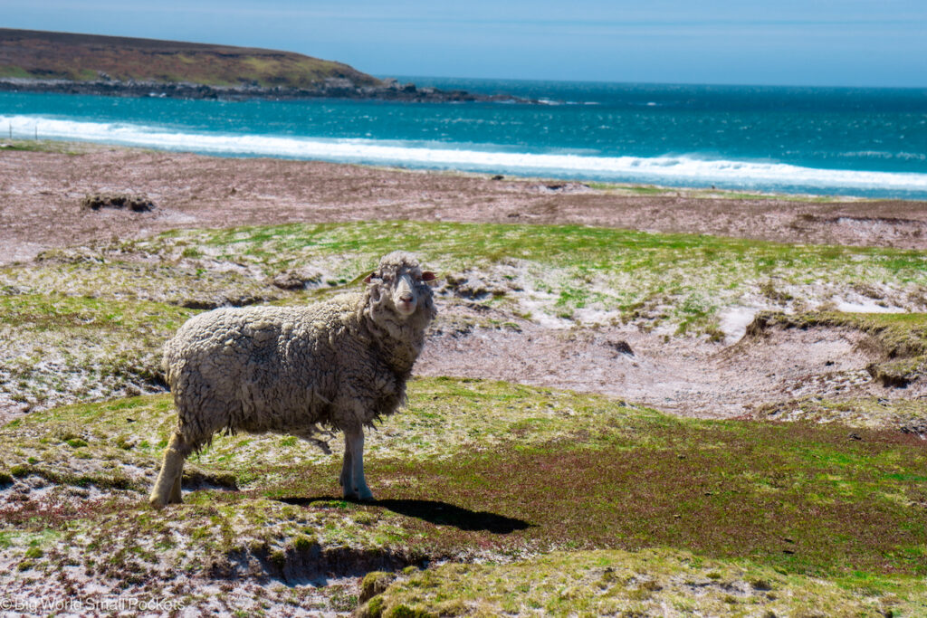 Falkland Islands, Volunteer Point, Sheep