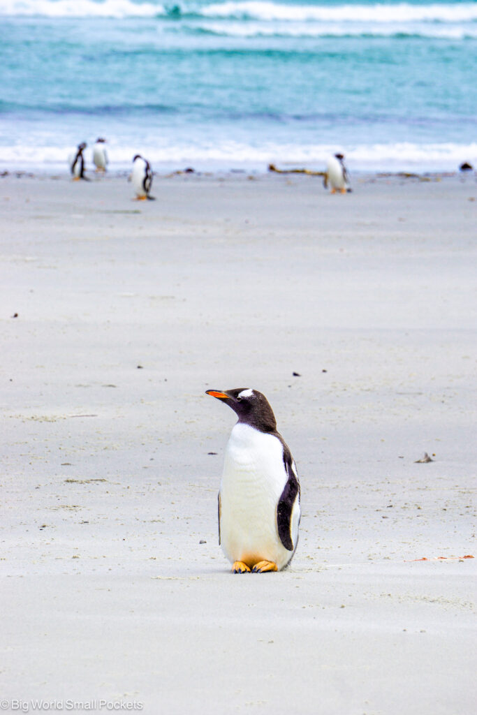 Falkland Islands, West Falkland, Gentoo Penguin