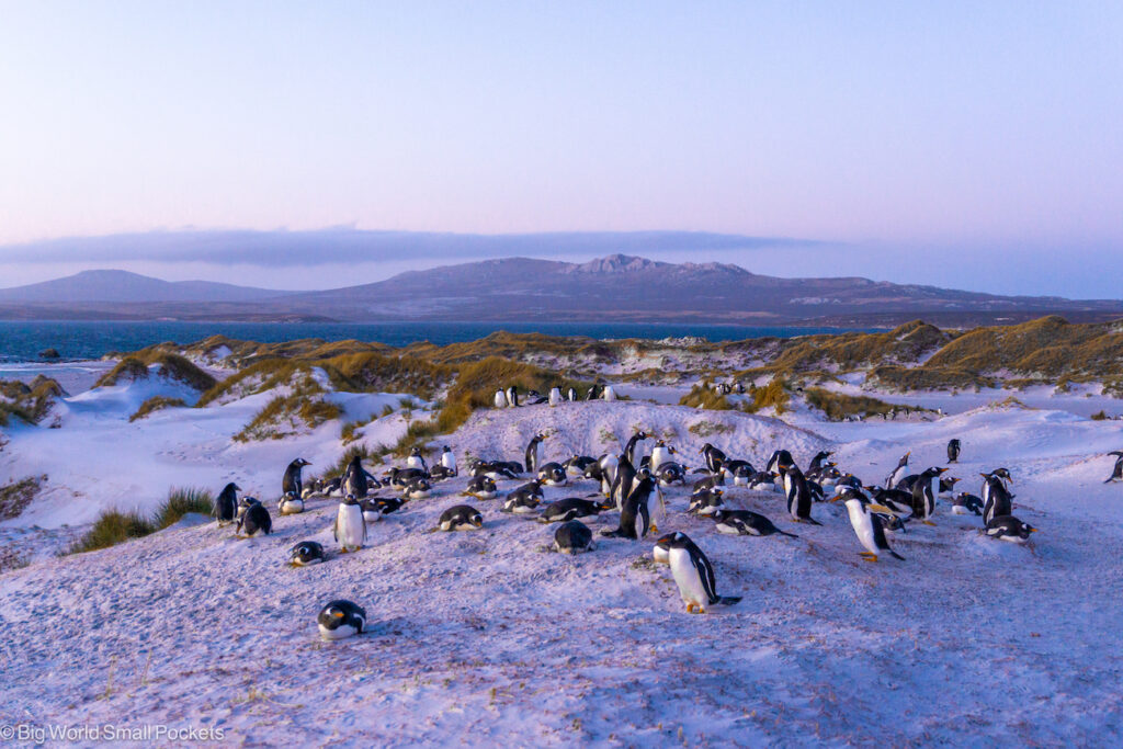Falkland Islands, Yorke Bay, Gentoo Penguin Colony