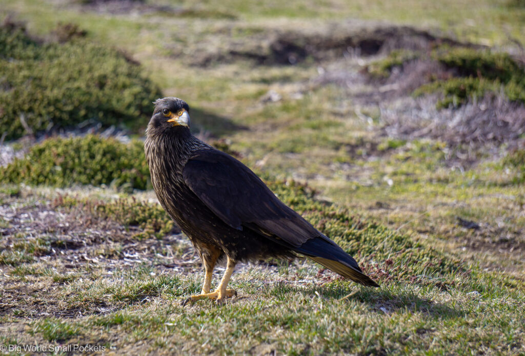 Falklands, Pebble Island, Carcara Bird