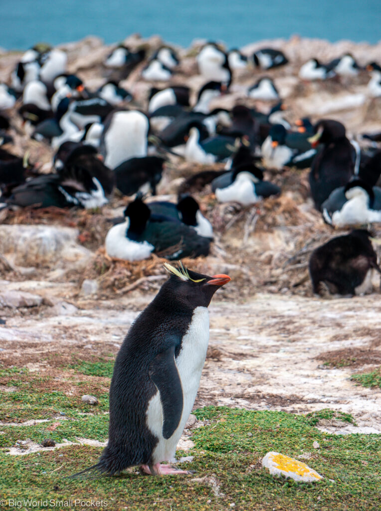 Falklands, Pebble Island, Colony of Rockhopper Penguins & Cormorants