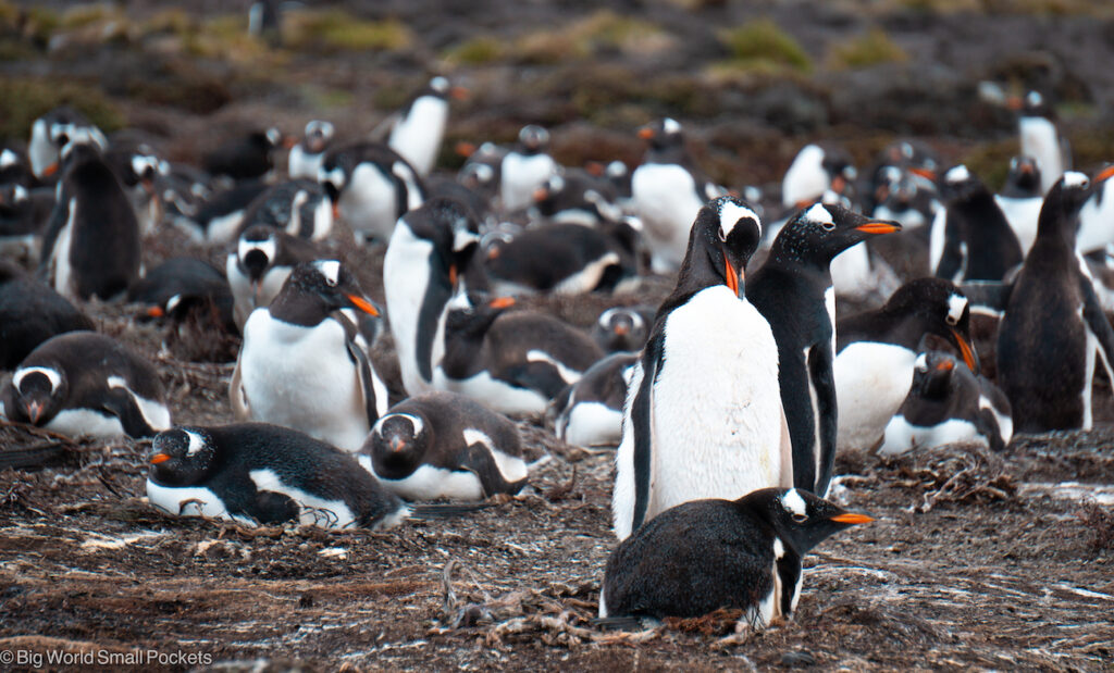 Falklands, Pebble Island, Gentoo Penguin with Baby