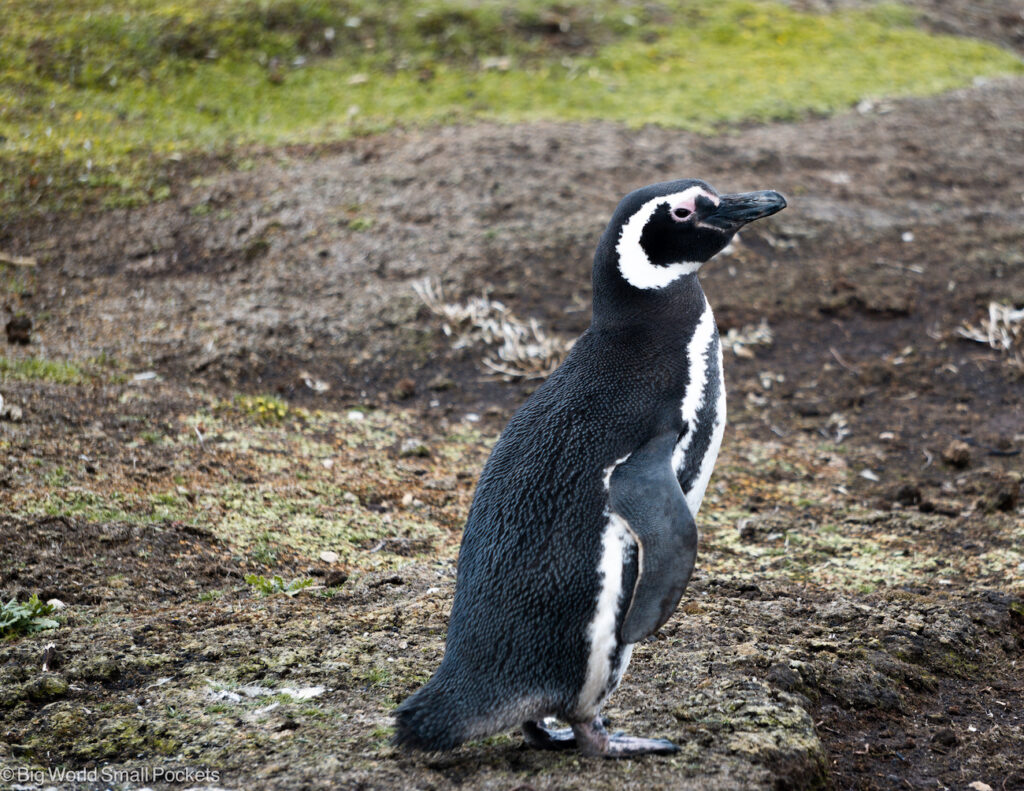 Falklands, Pebble Island, Magellanic Penguin