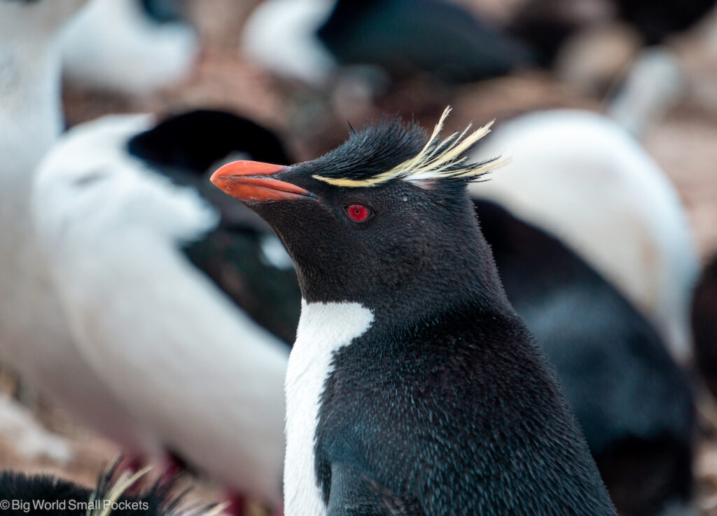 Falklands, Pebble Island, Rockhopper Penguin Close Up