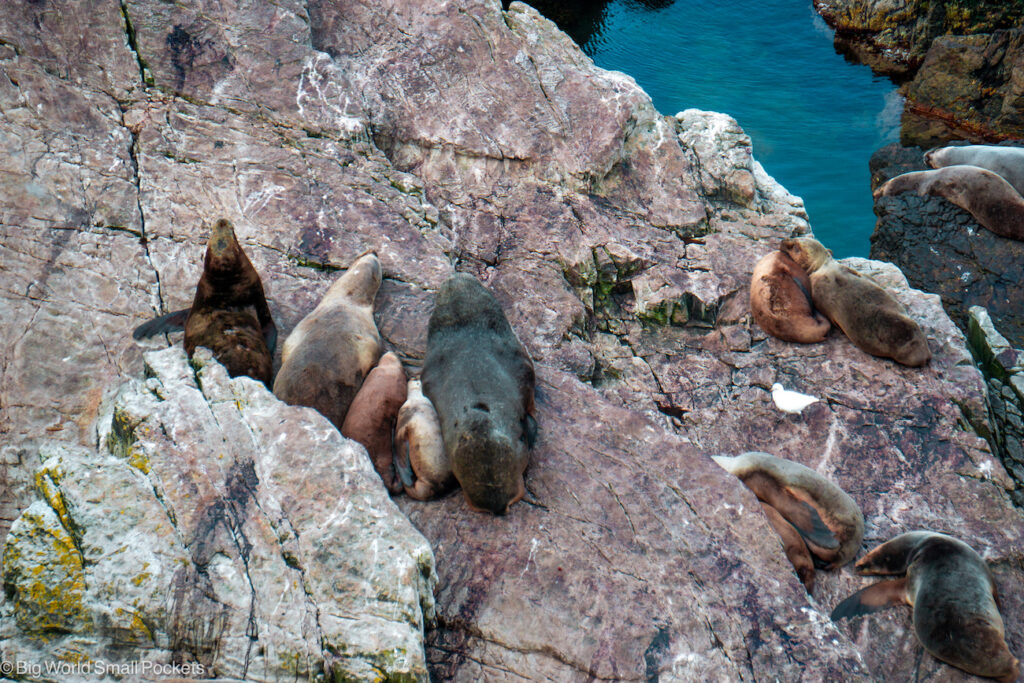Falklands, Pebble Island, Sea Lions on Rocks