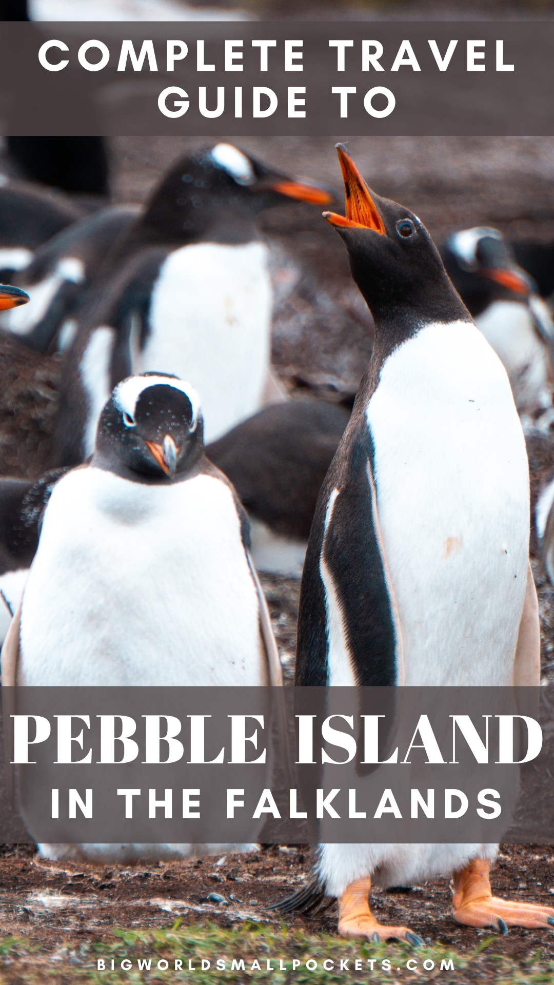 Travel Guide to Pebble Island, Falkland Islands