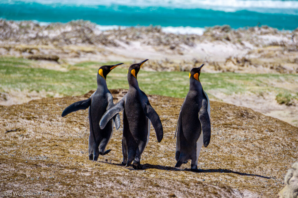 Falkland Islands, East Falkland, Volunteer Point
