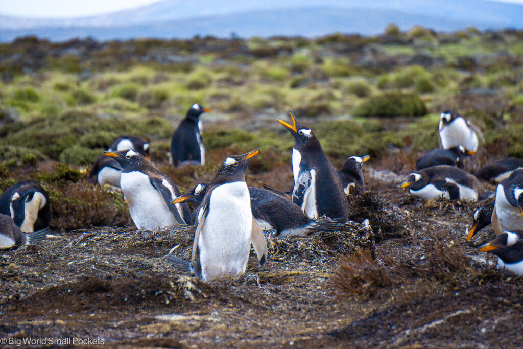 Falkland Islands, Pebble Island, Gentoo Penguins