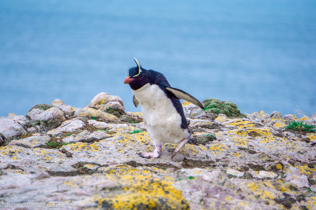 Falkland Islands, Pebble Island, Southern Rockhopper Penguins