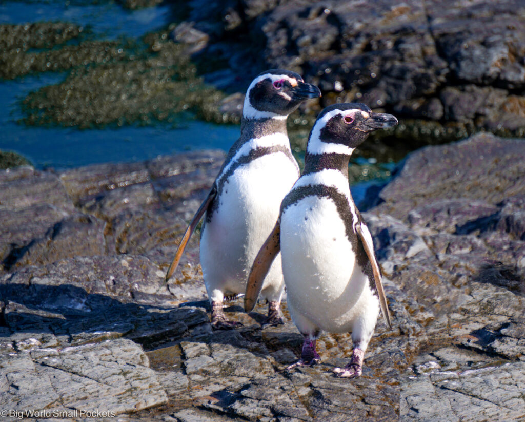 Falkland Islands, Sea Lion Island, Magellanic Penguins