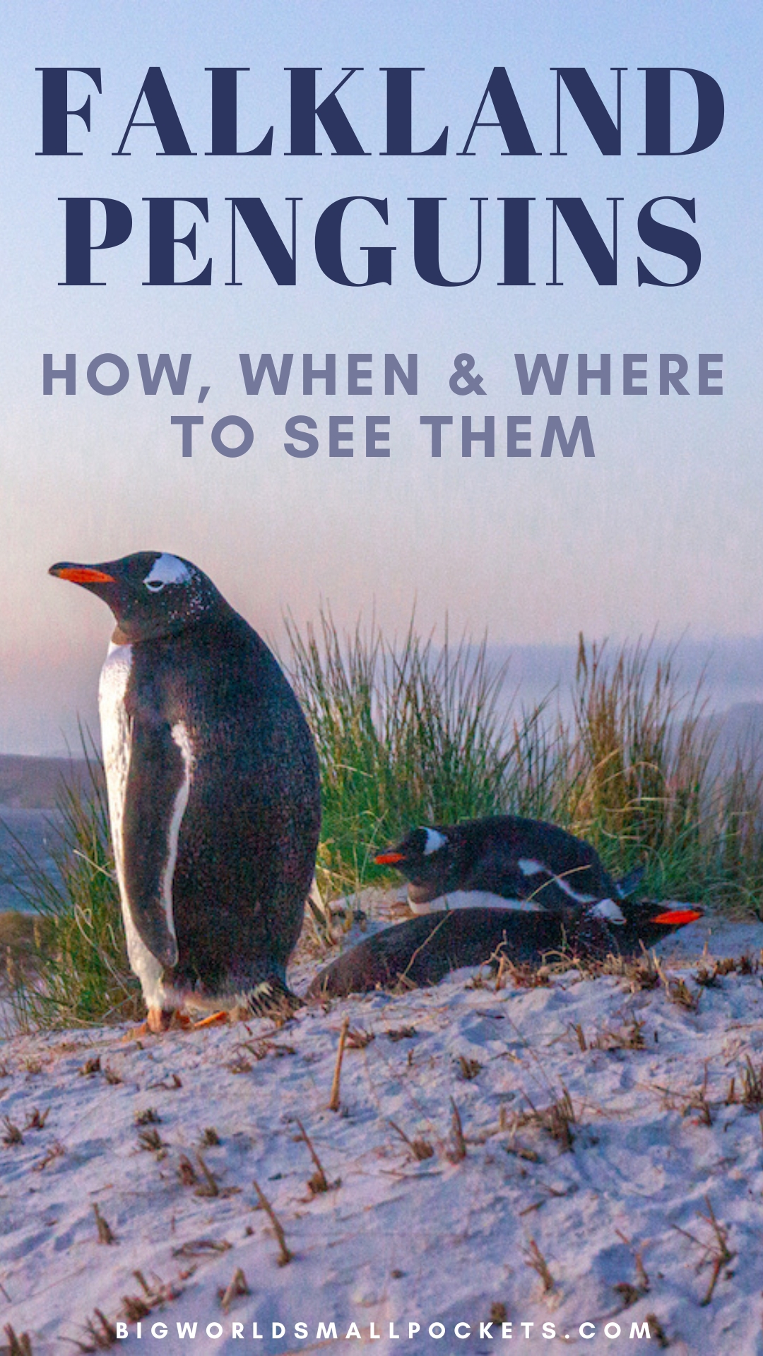 Falkland Penguins How, When and Where to See Them