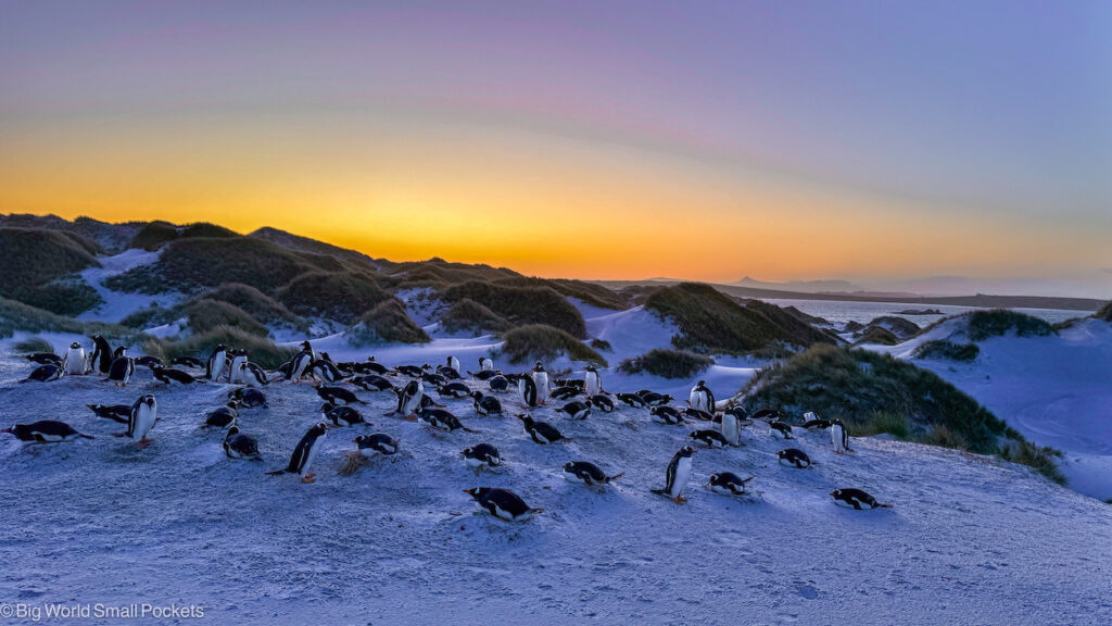 Falklands, Gentoo, Sunset at Yorke Bay
