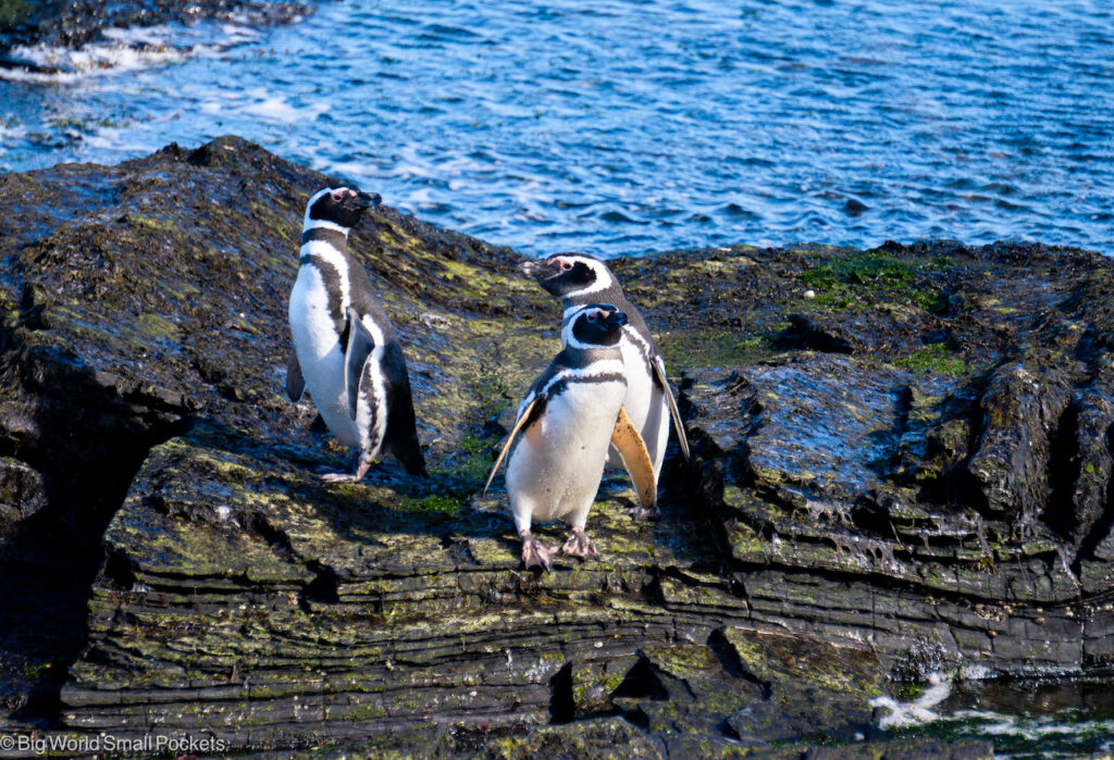 Falklands, Magellanic Penguin Trio, Sea Lion Island