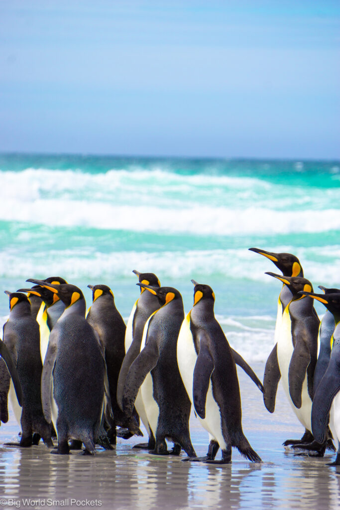 Falklands, Penguins, King at Volunteer Point