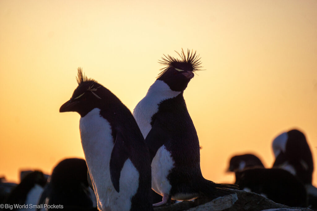 Falklands, Southern Rockhoppers, Sunset