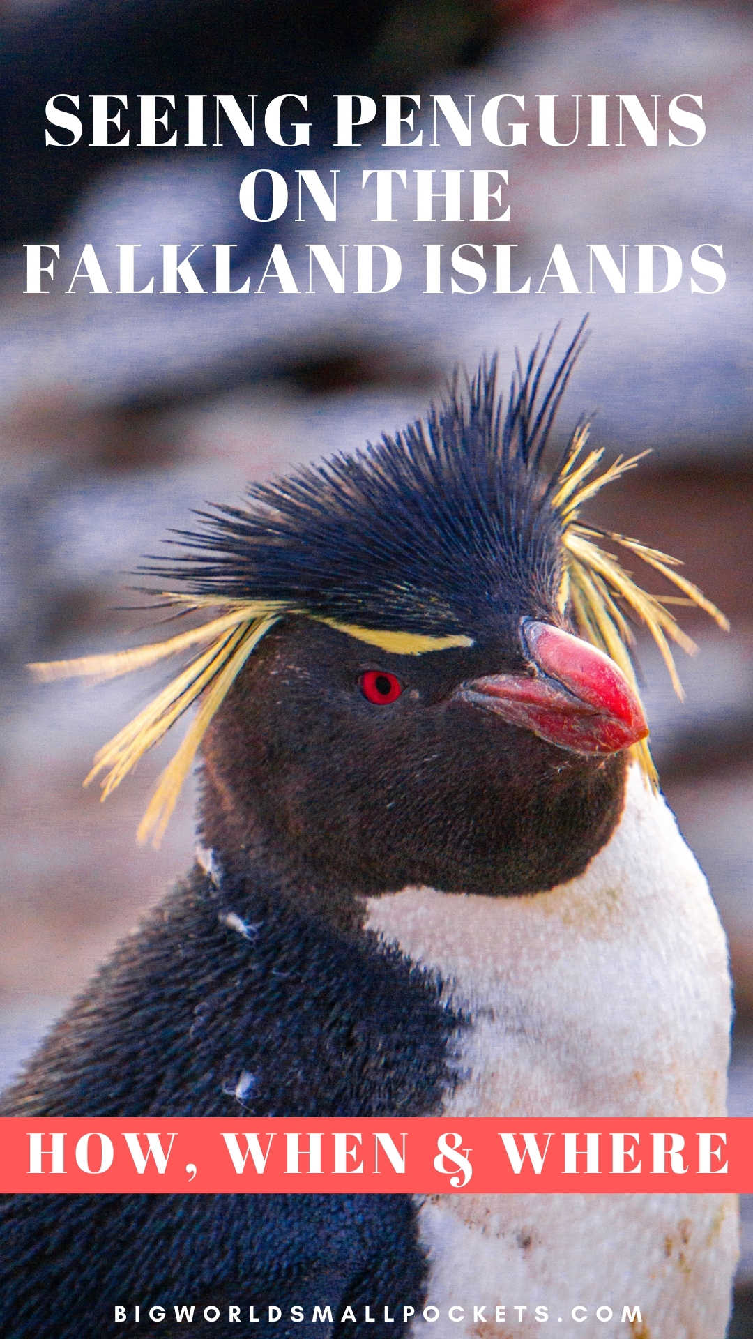 Seeing Penguins on the Falkland Islands: How, When and Where