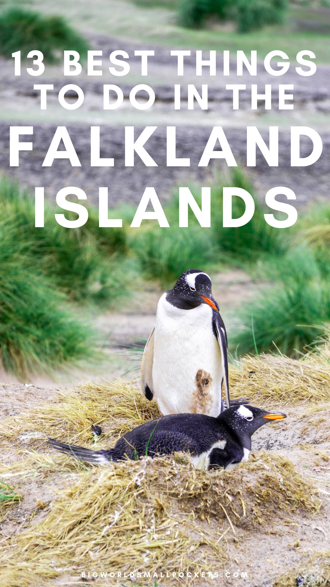 13 Best Things to Do in the Falklands Islands