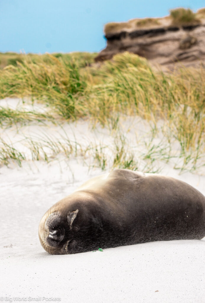 Falkland Islands, Elephant Seal, Rolling on Sand