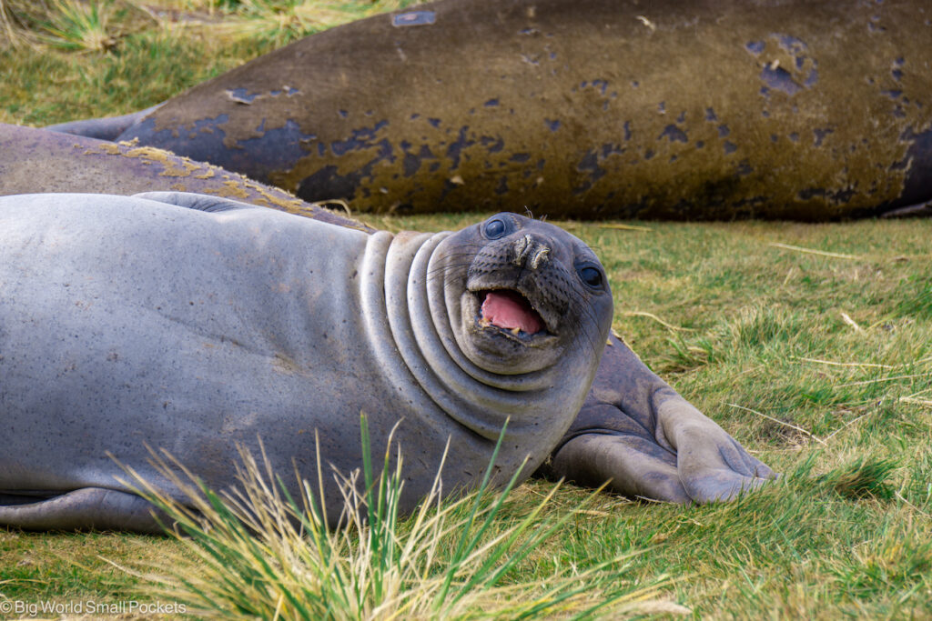Falkland Islands, Elephant Seal, Yawning