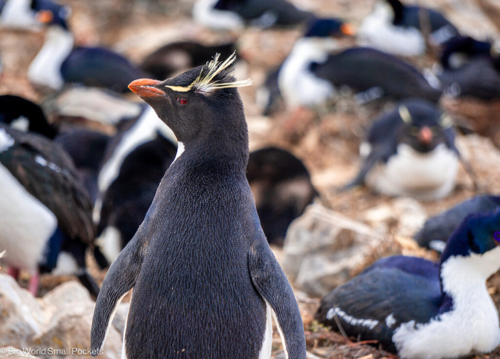 Falkland Islands, Pebble Island, Rockhopper Penguin