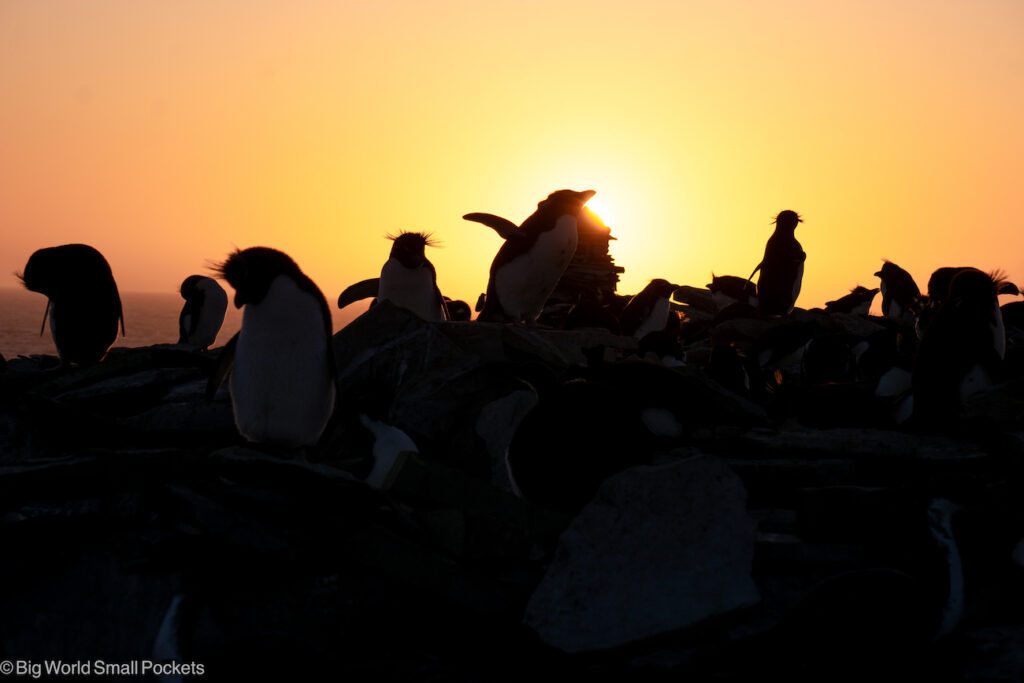 Falkland Islands, Rockhoppers, Sunset