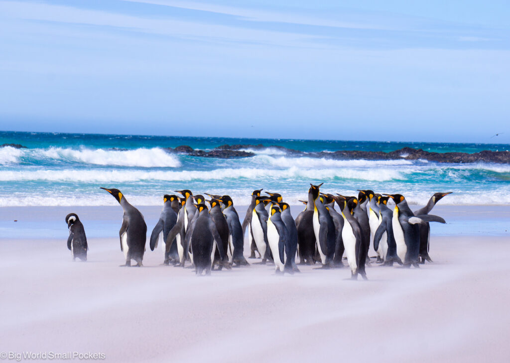 Falkland Islands, Volunteer Points, Tuxedo of King Penguins