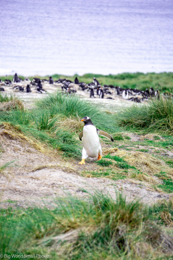 Falkland Islands, West Falkland, Gentoo Penguins