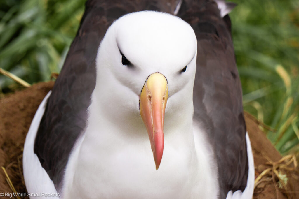 Falklands, Hill Cove, Black-Browed Albatross