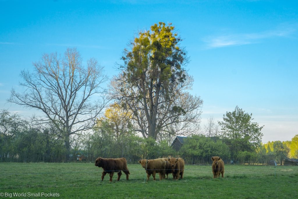 Lithuania, Druskininkai, Cows