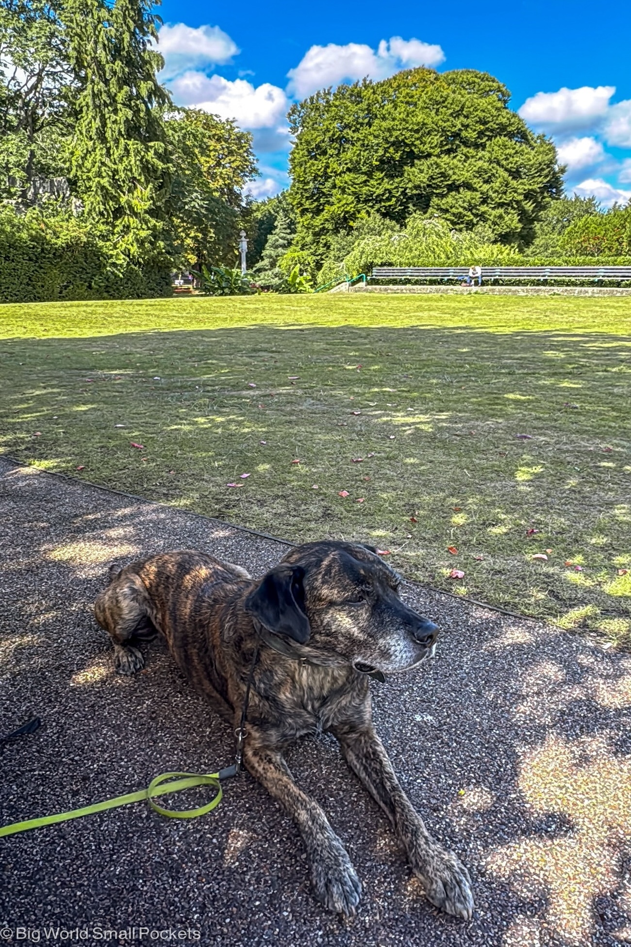 Bury St Edmonds, Abbey Gardens, Dog Lying in Shade