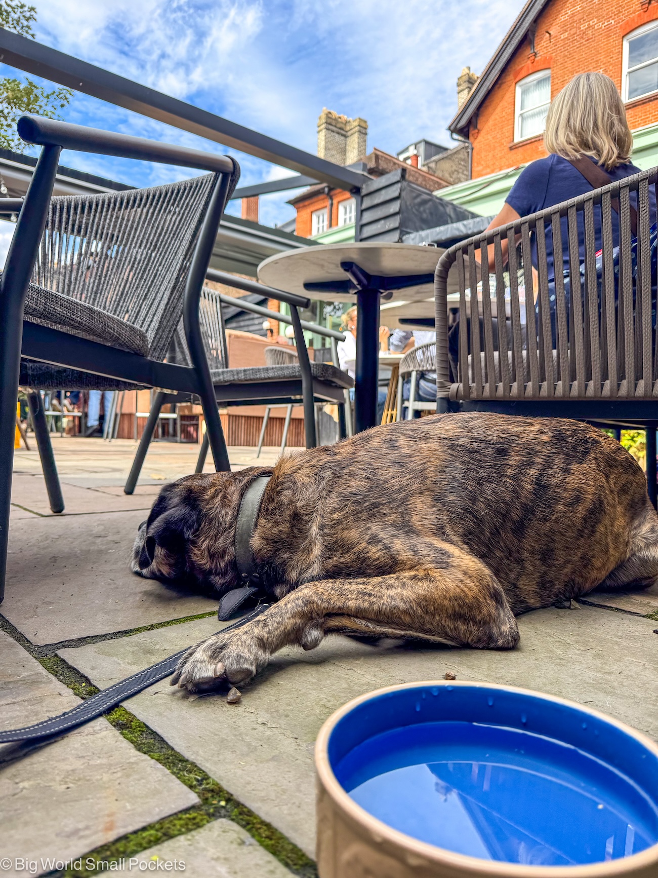 Bury St Edmunds, Damson & Wilde, Dog on Tiled Floor with Water Bowl