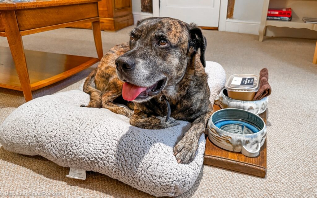 Lavenham, Swan Hotel, Dog on Bed
