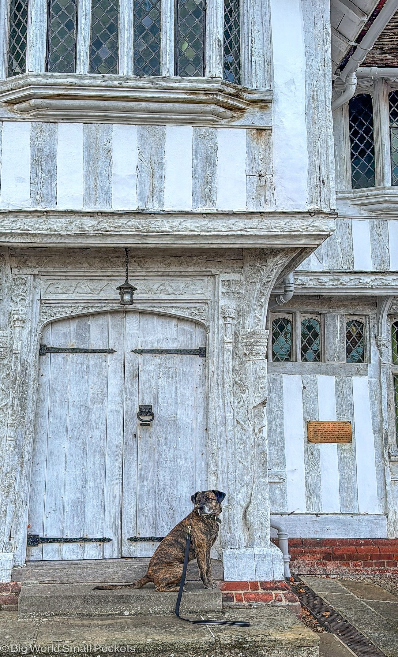 Suffolk, Lavenham, Dog on Steps of Tudor Guildhall Building