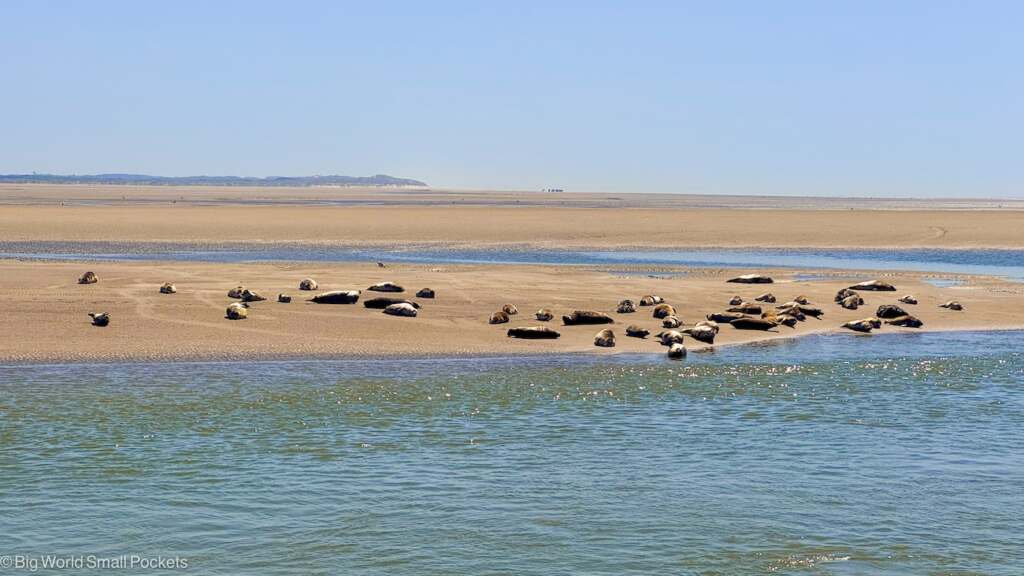 France, Pas de Calais, Seals at Berck