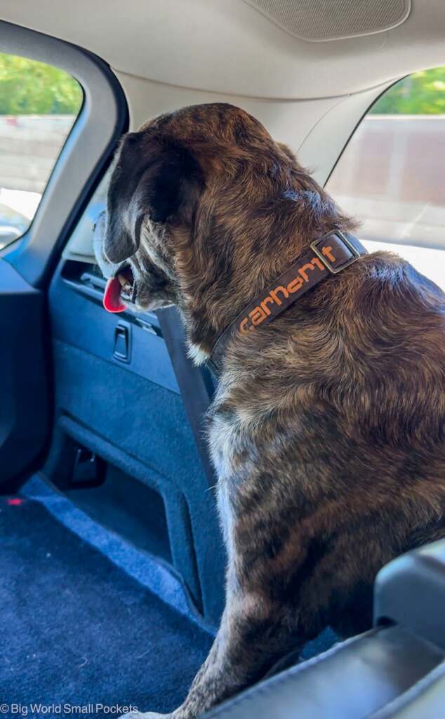 LeShuttle, Dog in Car