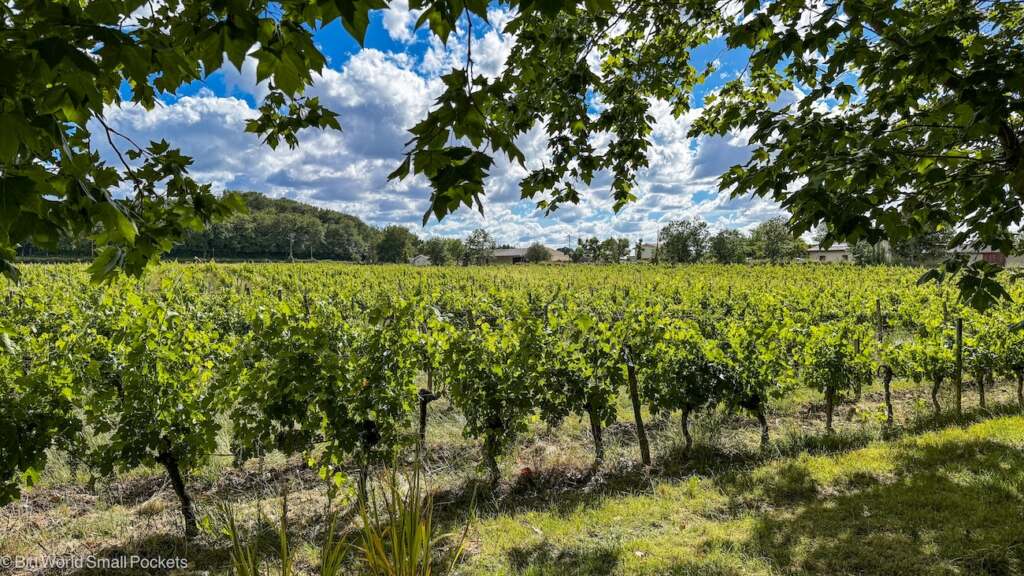 France, Bordeaux, Field of Vines