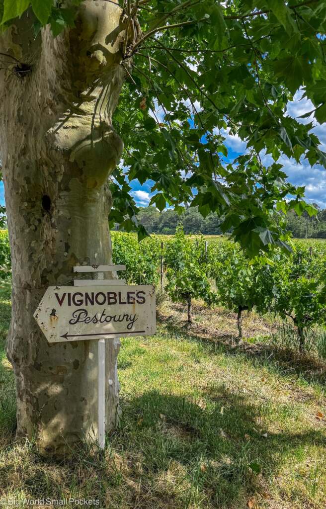 France, Bordeaux, Vignobles Pestoury