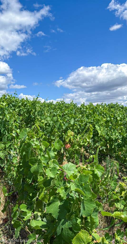 France, Champagne Region, Vineyards