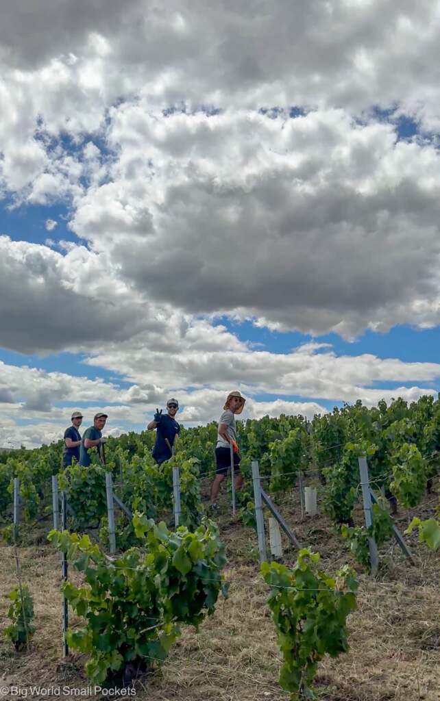 France, Champagne Region, Workers in Field