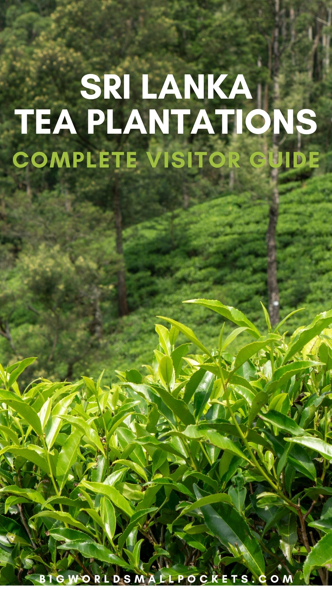 Sri Lanka, Tea Plantations Complete Visitor Guide