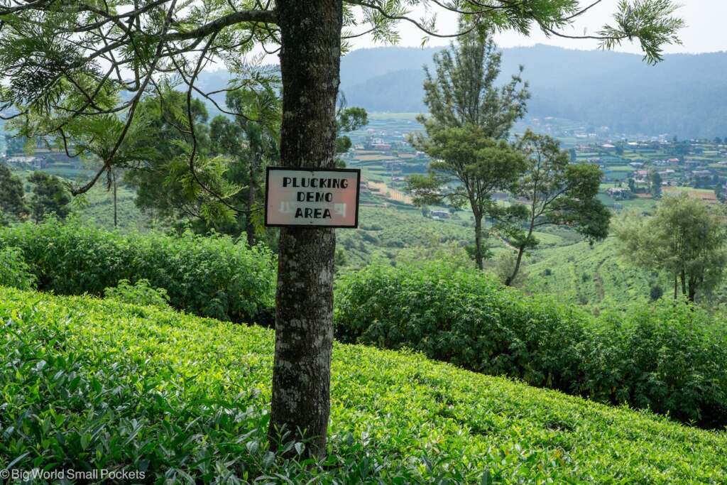 Sri Lanka, Tea Plantations, Plucking Demo Area