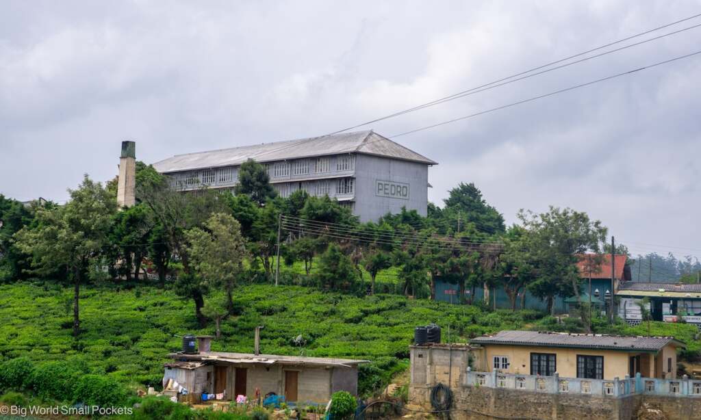 Sri Lanka, Tea Plantations, Tea Estate