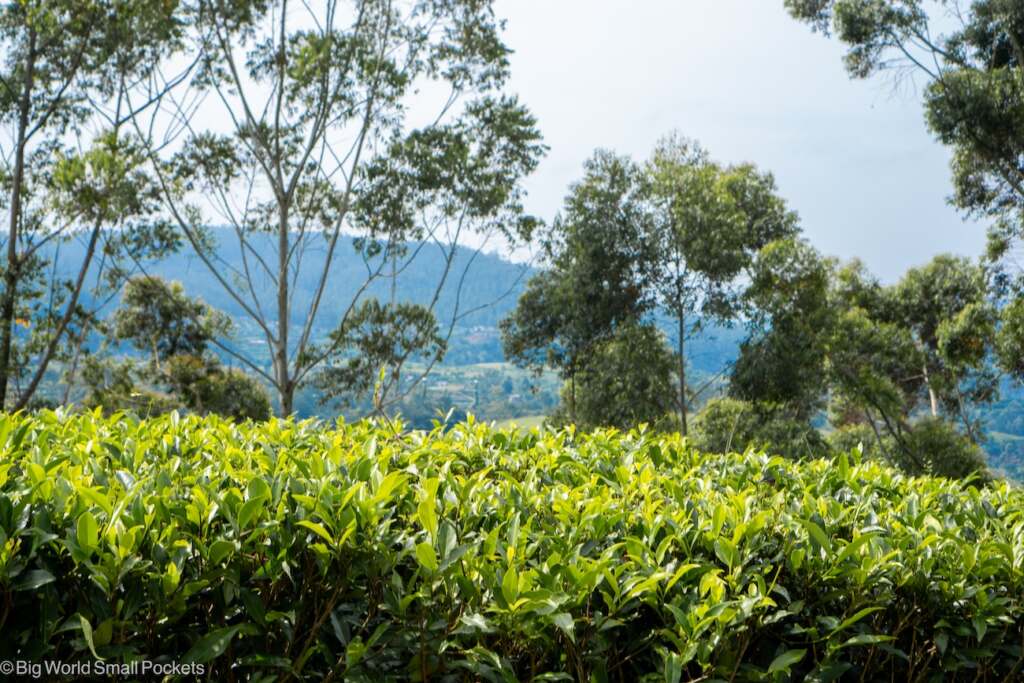 Sri Lanka, Tea Plantations, Tea Field