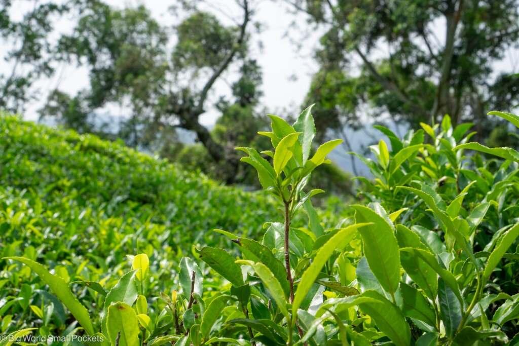 Sri Lanka, Tea Plantations, Tea Leaves