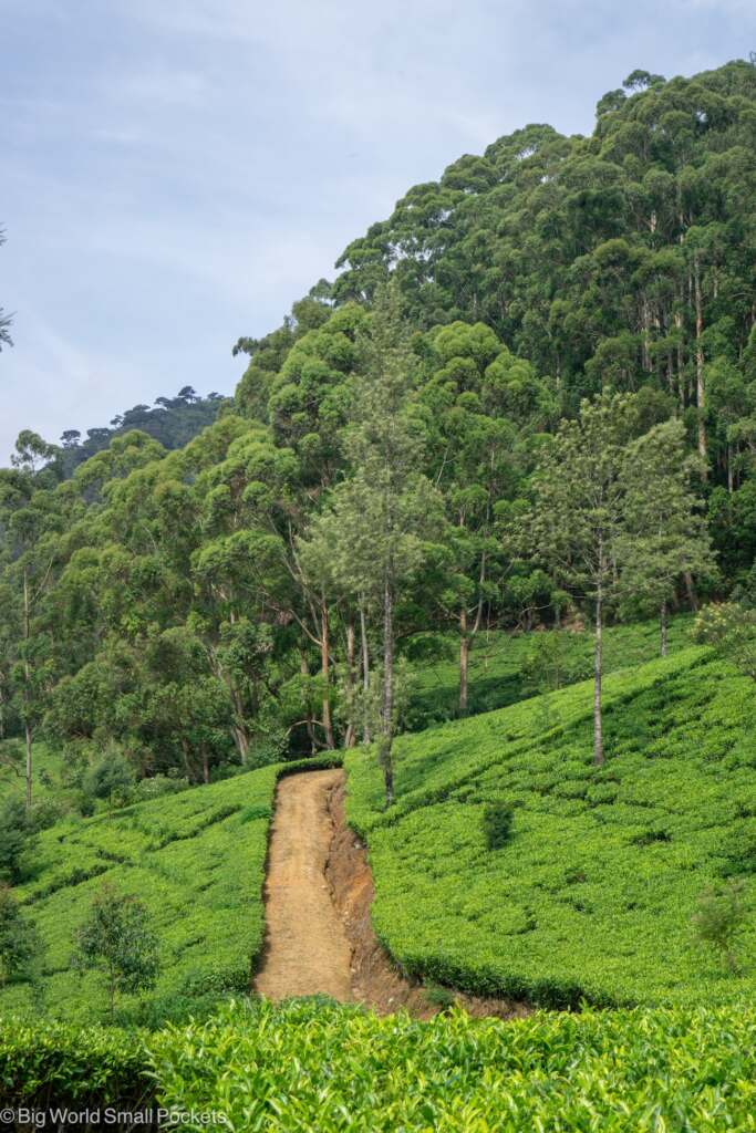 Sri Lanka, Tea Plantations, Trail Through Fields