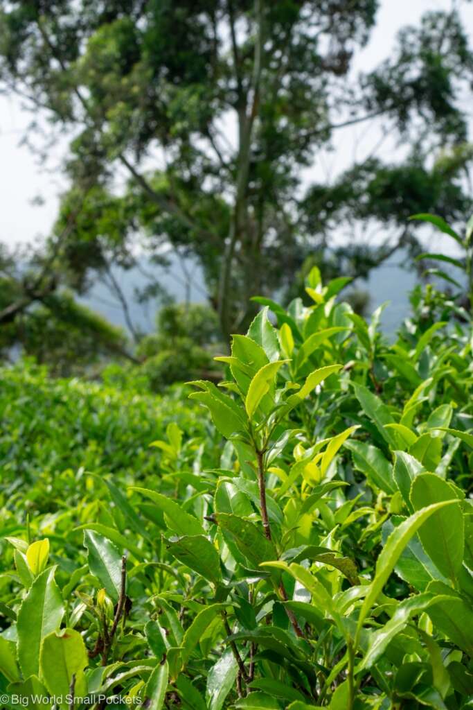Sri Lanka, Tea Plantations, Tea Plants